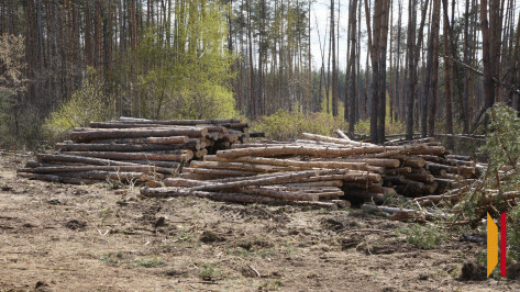 Жителя Воронежской области оштрафовали на 154 тыс рублей за захват лесного участка