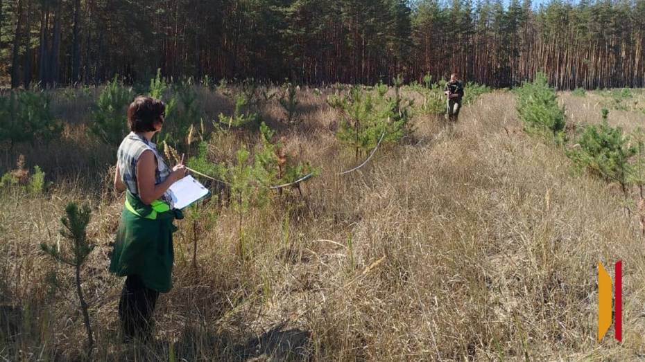 В Подгоренском районе лесничие посчитают дубы