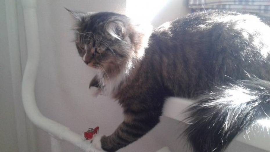 Коммунальщики вернули тепло в дома 3,5 тыс воронежцев