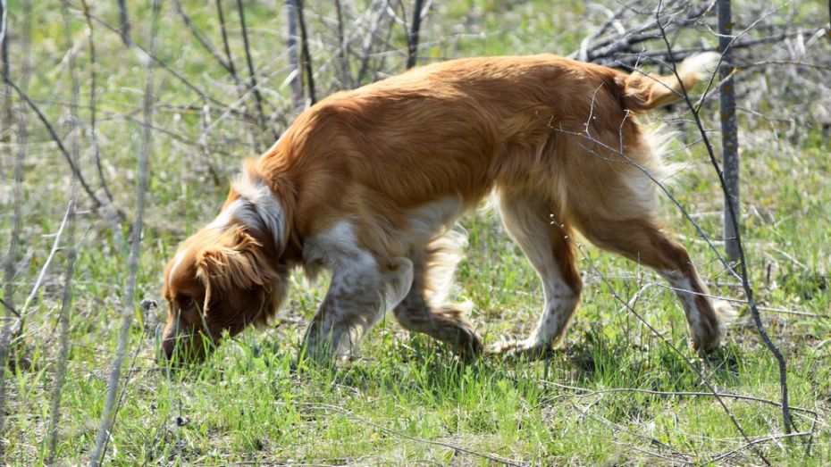 В Калачеевском районе впервые организуют состязания собак охотничьих пород
