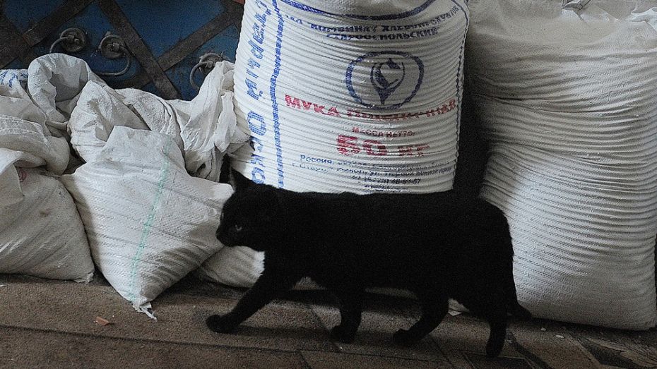 Воронежские мукомолы и хлебопеки получат почти 100 млн рублей из федеральной казны