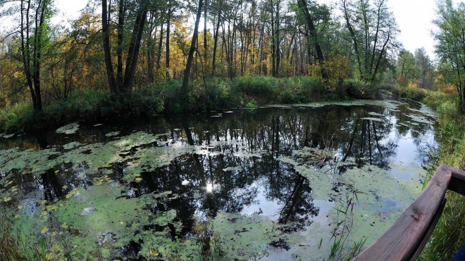 В Воронежской области стартовал конкурс на премию правительства за достижения в экологии