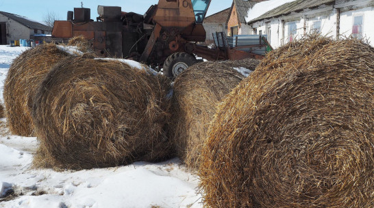 Фермеры Воронежской области за год получили 49 млн рублей в рамках нацпроекта