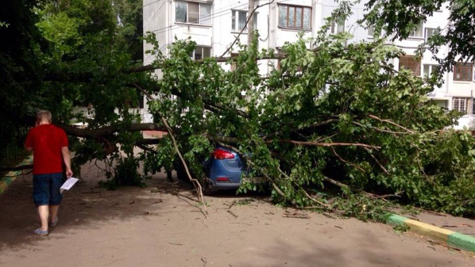 В Воронеже песчаная буря повалила около 30 деревьев