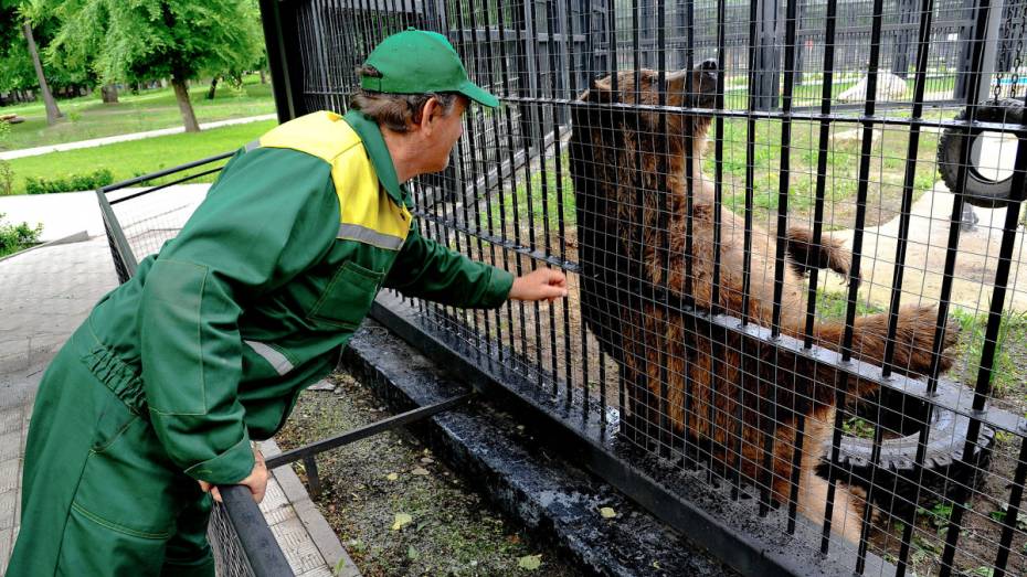 В Воронежском зоопарке обезьян и медведей в жару накормят замороженными фруктами