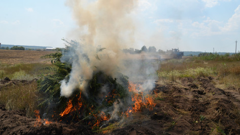 Воронежские наркополицейские за полгода сожгли более 41 т конопли и мака