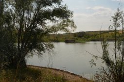 Роспотребнадзор забраковал воду в пруду с погибшей рыбой в воронежском селе Екатериновка