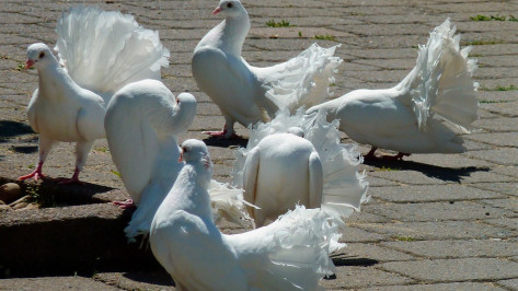 Бесплатная выставка голубей пройдет в Воронеже 27 ноября