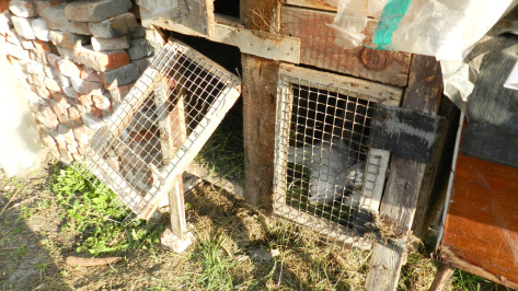 В Воронежской области неизвестное животное обескровило 77 кроликов