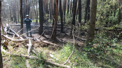 В Воронежской области в лесу площадь пожара вчера достигла почти 6 гектаров
