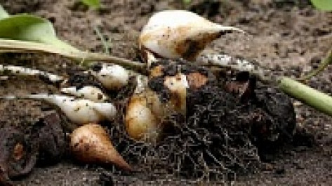Четыре россошанские пенсионерки выкопали с городской клумбы луковицы тюльпанов на 30 тысяч рублей