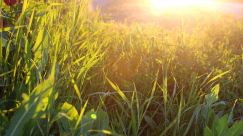 В выходные в Воронеже сохранится жаркая погода
