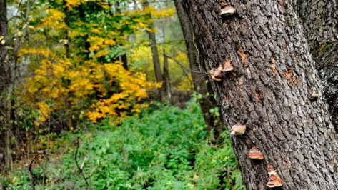 Проект зеленого пояса вокруг Воронежа вновь отправили на доработку