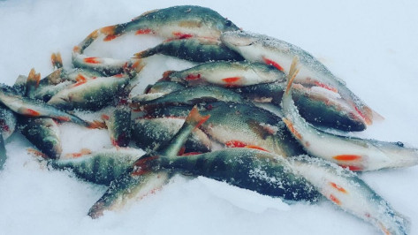 Кислородное голодание рыбы зафиксировали в водоемах Воронежской области