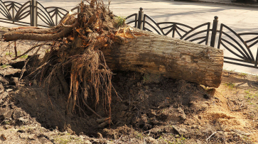 Воронежец отсудил у администрации поселения почти 1 млн рублей за упавшее дерево
