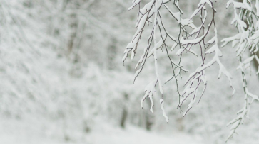 Аномальное тепло в конце новогодних каникул в Воронеже сменится морозами