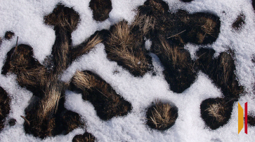 На рабочей неделе воронежцев после сильных морозов ждет оттепель