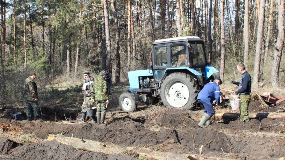 В Ольховатском районе высадят более 9 тыс сеянцев лиственных деревьев