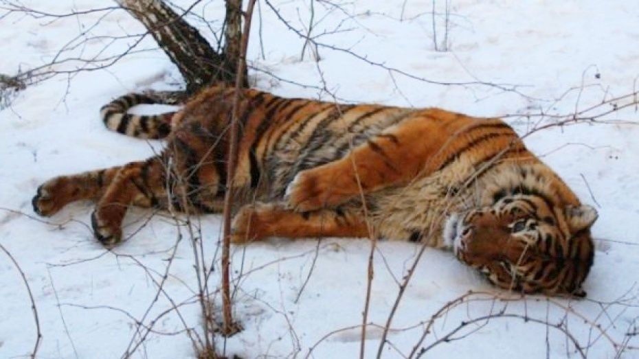По факту побега тигра Шерхана в Воронеже возбудили уголовное дело