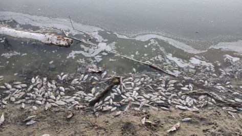 В Воронеже массово погибла рыба в пруду микрорайона Никольское