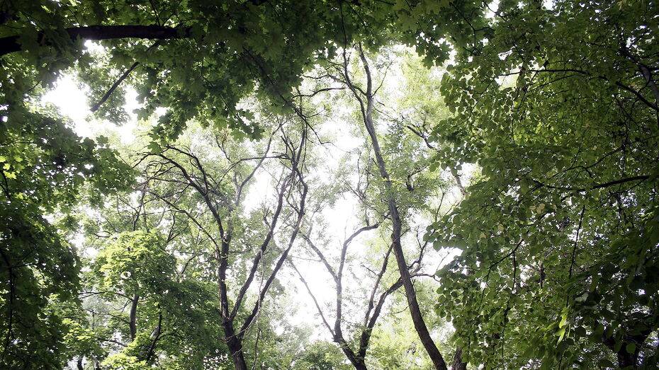 В Воронеже разработают маршрут летнего полива деревьев