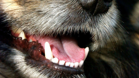 В Воронеже покусанный собакой подросток получит моральную компенсацию