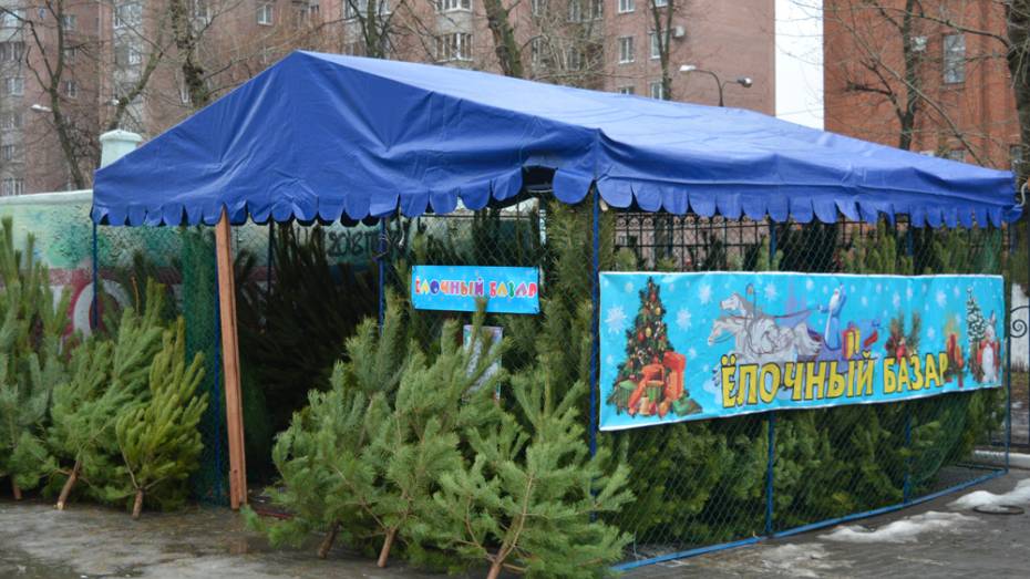Полиция и управа закрыли незаконный елочный базар в Воронеже на Шишкова