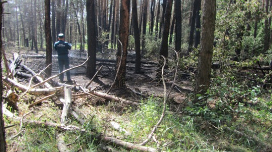 В Воронежской области в лесу площадь пожара вчера достигла почти 6 гектаров