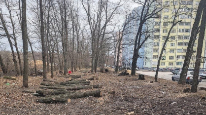 В Воронеже на улице Шишкова вырубят часть деревьев для строительства проезда и ливневок