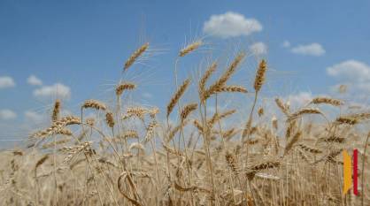 Стоимость произведенной в Воронежской области агропромышленной продукции в 2025 году составила 1 трлн рублей