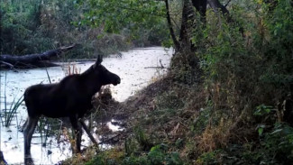 Видео с водопоя диких зверей показал Воронежский заповедник