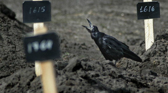 На Пасху и Вербное воскресенье в Воронеже откроются спецмаршруты к кладбищам 