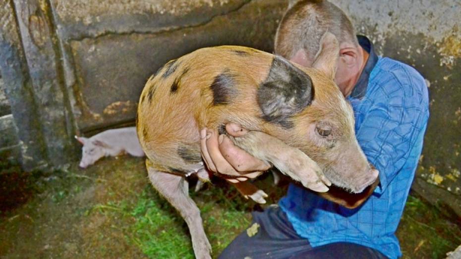 Свиноводческие предприятия Грибановского района отправляют животных на Борисоглебский мясокомбинат