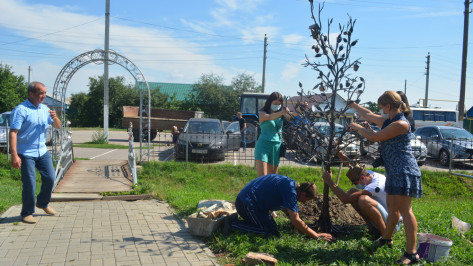 В Воробьевке для молодоженов установили кованое дерево с яблоками и скворечником