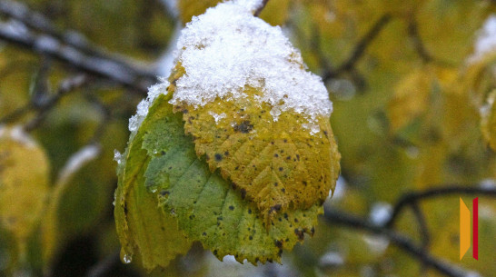 В Воронеже прогнозируют мокрый снег