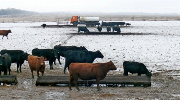 Поголовье погибающих в Грибановском районе коров выкупит воронежская компания «Заречное»