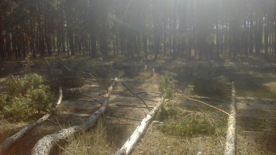 Добровольцы научат воронежцев основам поиска людей