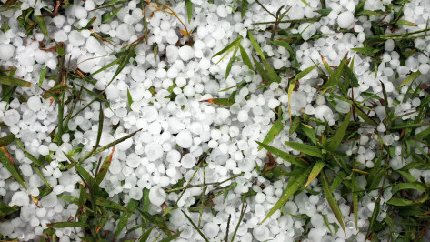 Режим ЧС из-за гибели сельхозкультур ввели в Воронежской области