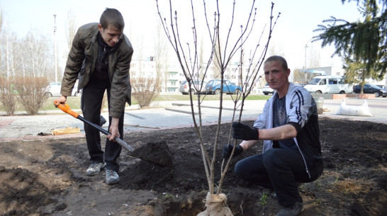 В Новой Усмани на Аллее Славы высадили сирень 70 сортов