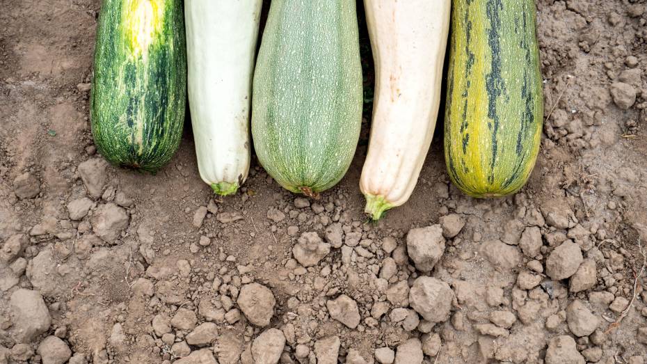 Высокий уровень нитратов выявили в воронежских овощах