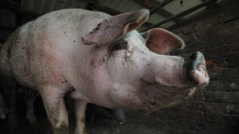 Житель Воронежской области ответит в суде за распространение африканской чумы свиней