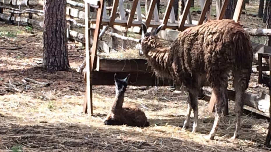 В воронежском зоопитомнике «Червленый Яр» у пары лам родился детеныш