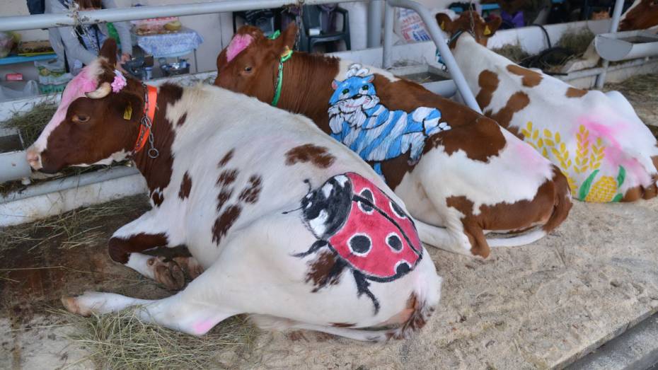 Гости воронежской животноводческой выставки увидели коров-бодибилдеров