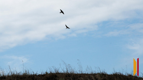 На новой рабочей неделе в Воронеже будет сухо и облачно
