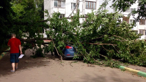 В Воронеже песчаная буря повалила около 30 деревьев