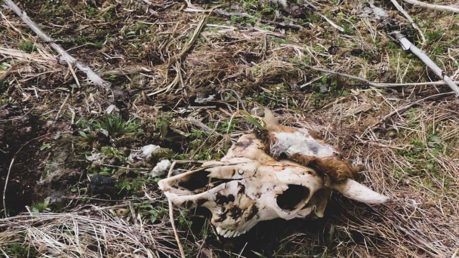 Росприроднадзор обнаружил валяющиеся останки коров в воронежском селе Масловка