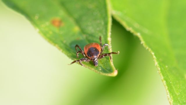 Болезнью Лайма заразились 166 жителей Воронежской области
