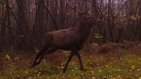 В Воронежском заповеднике в объектив фотоловушки попал «единорог»