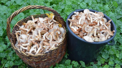 В Воронежской области семья из 4 человек отравилась грибами