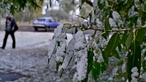 В Грибановском районе выпал первый снег